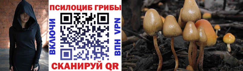 Псилоцибиновые грибы GOLDEN TEACHER  Николаевск-на-Амуре 